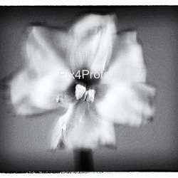 FOTOCLUB PIX4PROFS